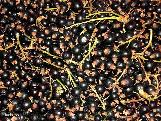 Black Currants Preserved in Syrup